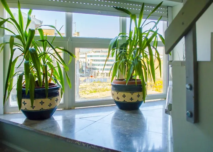 Maestro Duplex Istarska